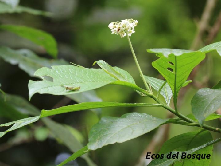 Solanum rugosum Solanum rugosum