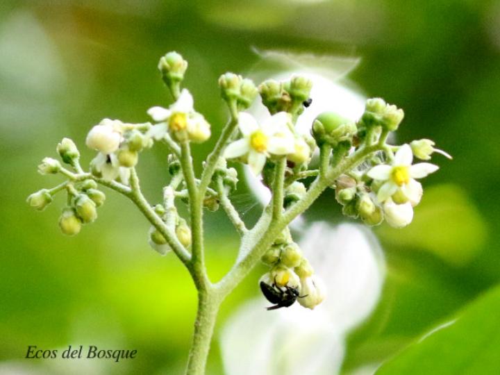 Solanum rugosum Solanum rugosum