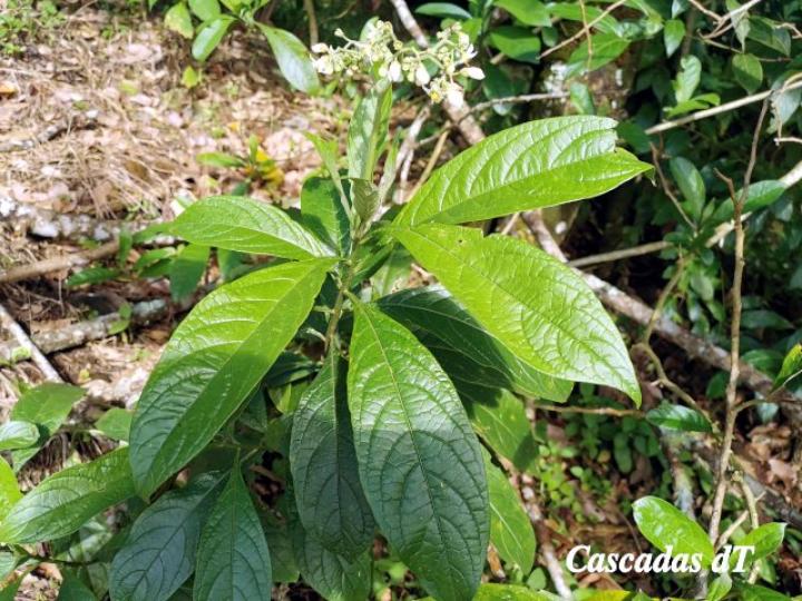 Solanum rugosum Solanum rugosum