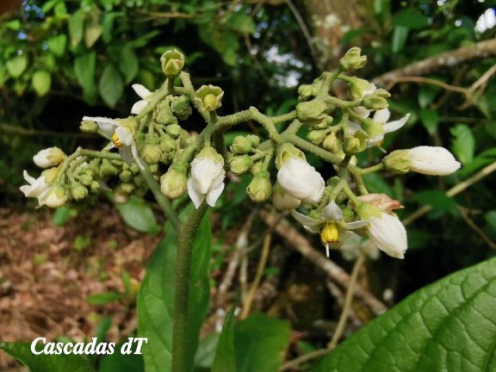 Solanum rugosum Solanum rugosum