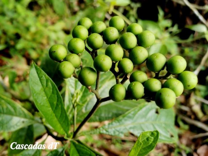 Solanum rugosum Solanum rugosum