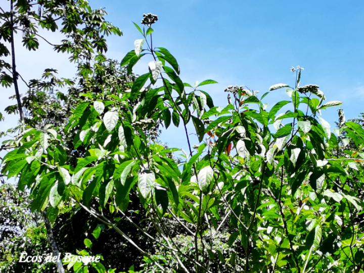 Solanum rugosum Solanum rugosum