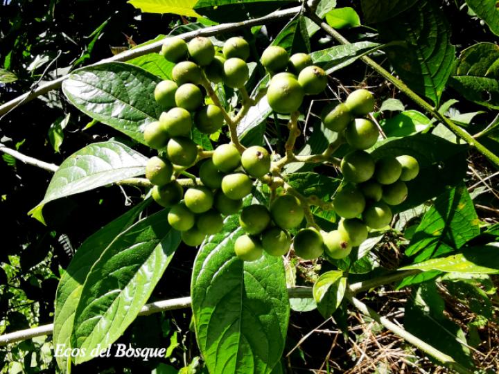 Solanum rugosum Solanum rugosum