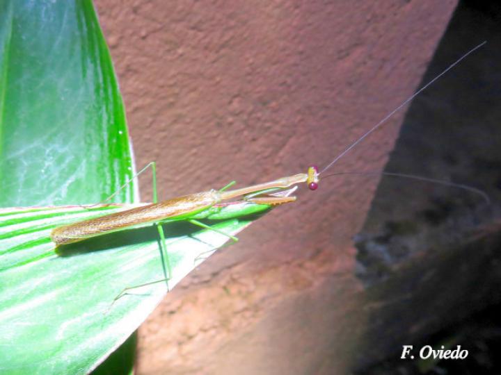 Stagmomantis venusta (Mantis Religiosa)