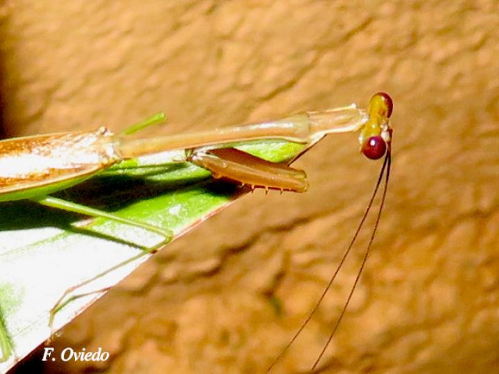 Stagmomantis venusta (Mantis Religiosa)
