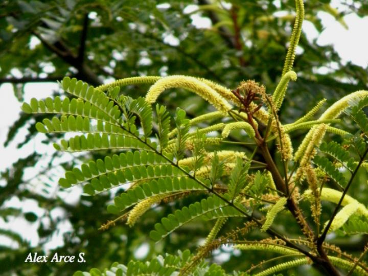 Stryphnodendron microstachyum (Cachá, Gallinazo, Vainillo) Stryphnodendron microstachyum (Cachá, Gallinazo, Vainillo)