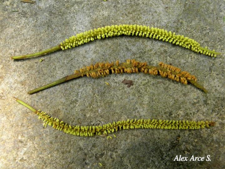 Stryphnodendron microstachyum (Cachá, Gallinazo, Vainillo) Stryphnodendron microstachyum (Cachá, Gallinazo, Vainillo)
