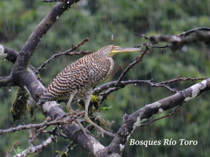 Tigrisoma mexicanum (Garza tigre cuellinuda)