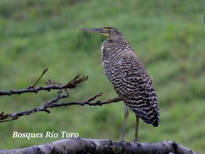 Tigrisoma mexicanum (Garza tigre cuellinuda)