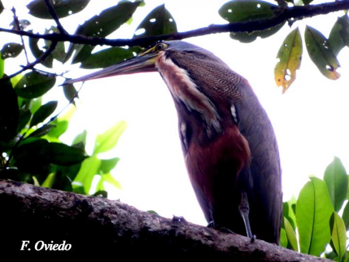 Tigrisoma mexicanum (Garza tigre cuellinuda)