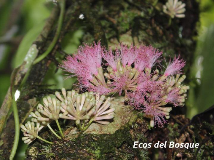 Zygia gigantifoliola