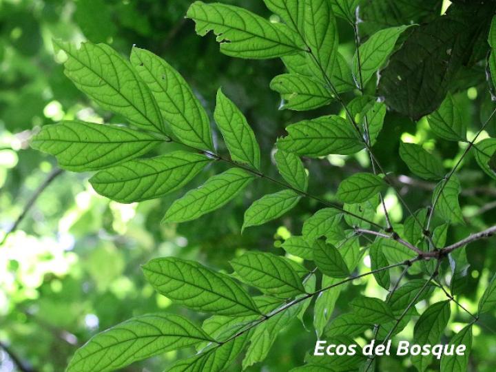 Zygia gigantifoliola