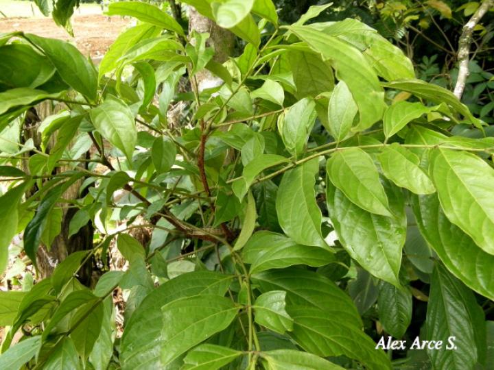 Zygia gigantifoliola