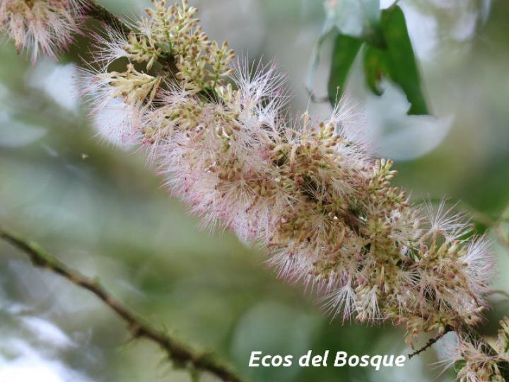 Zygia longifolia (Sotacaballo) Zygia longifolia (Sotacaballo)