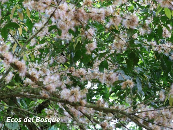 Zygia longifolia (Sotacaballo)