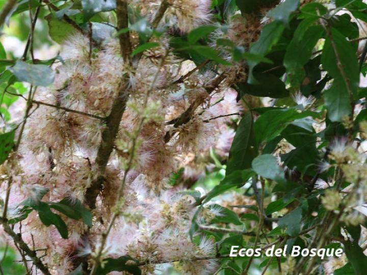 Zygia longifolia (Sotacaballo) Zygia longifolia (Sotacaballo)