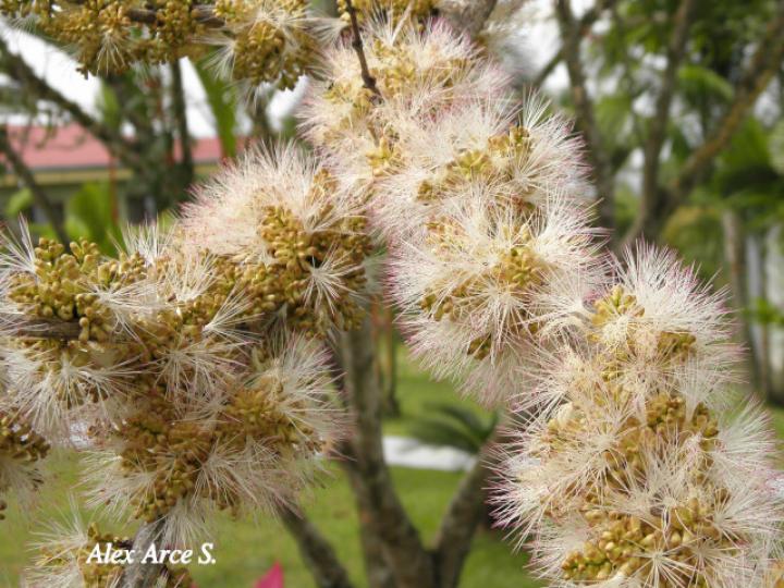 Zygia longifolia (Sotacaballo)
