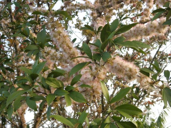 Zygia longifolia (Sotacaballo) Zygia longifolia (Sotacaballo)