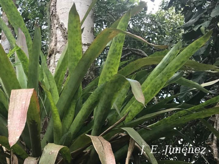 Aechmea mariae-reginae (Corpus)