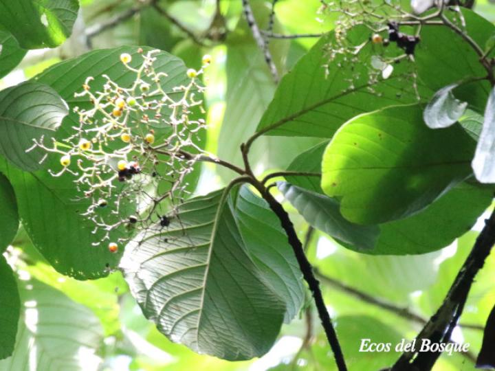 Cordia eriostigma (Niguito, Muñeco)