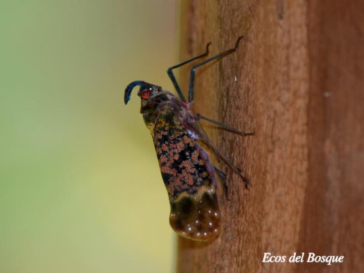 Enchophora sanguinea