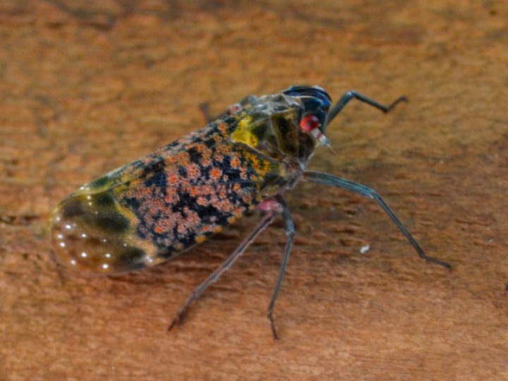 Enchophora sanguinea