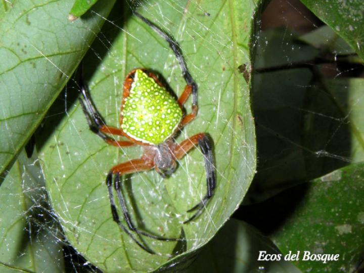 Eriophora nephiloides