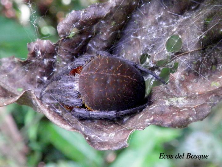 Eriophora ravilla (Araña tropical de tela orbicular)