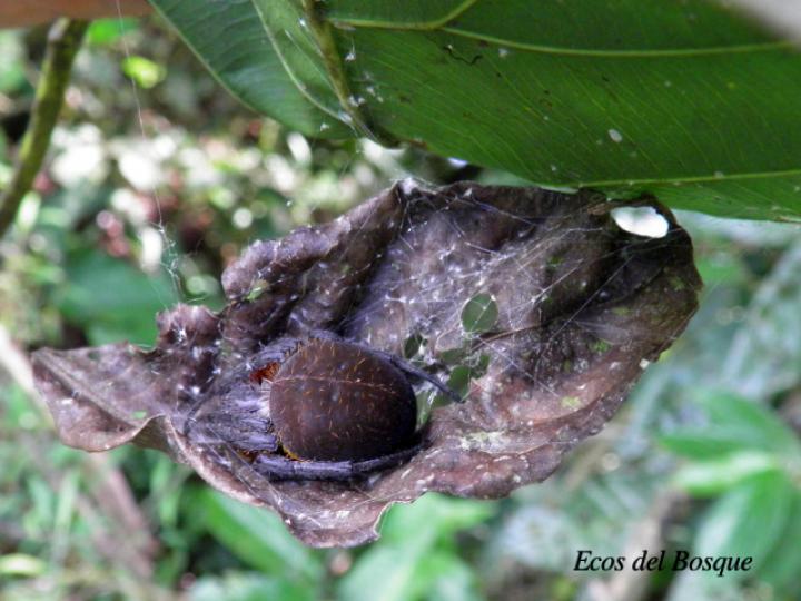 Eriophora ravilla (Araña tropical de tela orbicular)