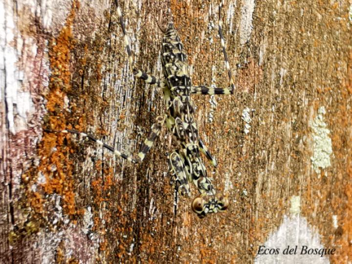 Liturgusa maya (Mantis de corteza) Liturgusa maya (Mantis de corteza)