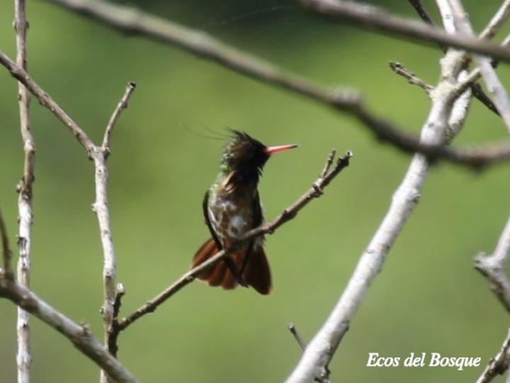Lophornis helenae (Coqueta crestinegra)