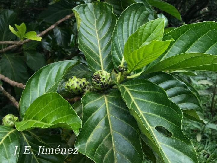 Morinda citrifolia (Noni)