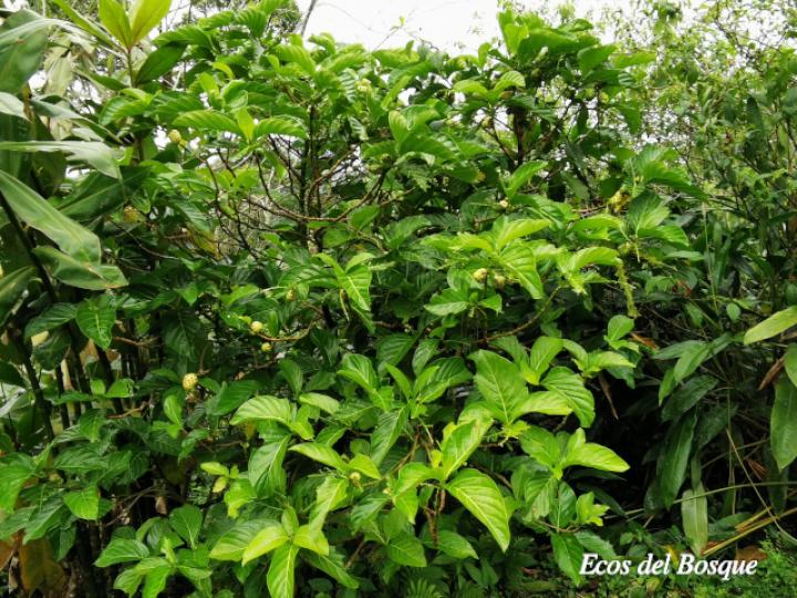 Noni (Morinda Citrifolia) è una pianta rampicante indigena