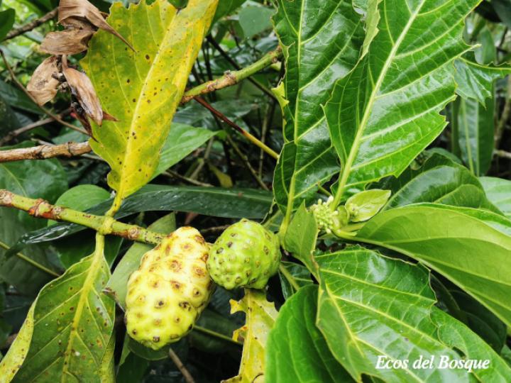 Morinda citrifolia (Noni)