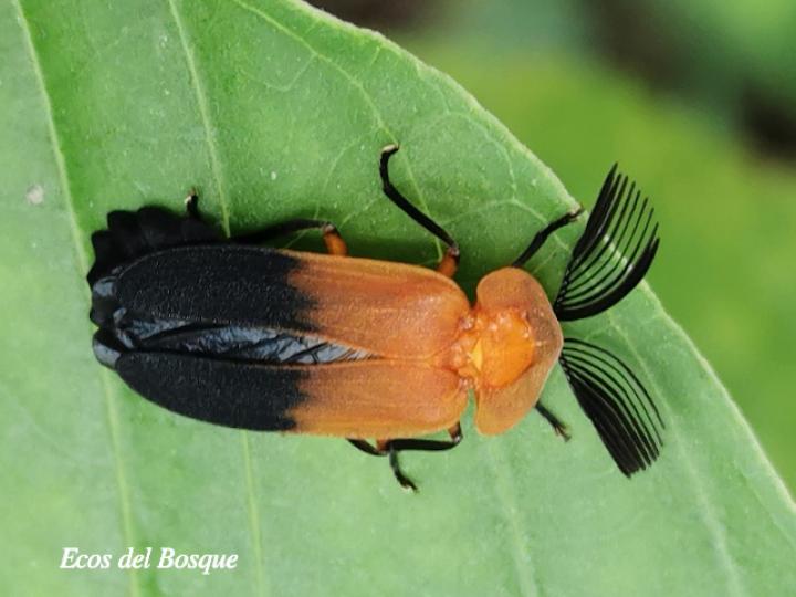 Cladodes plumosa