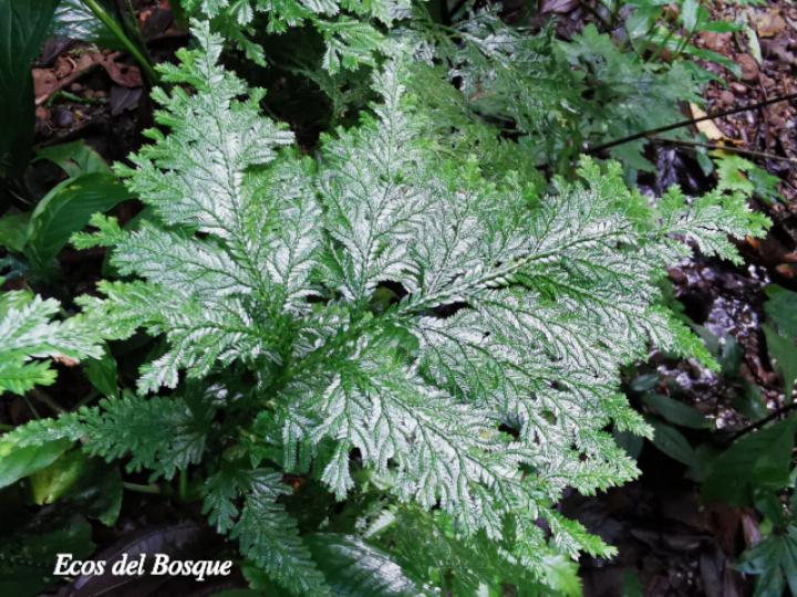 Sellaginella anceps Sellaginella anceps