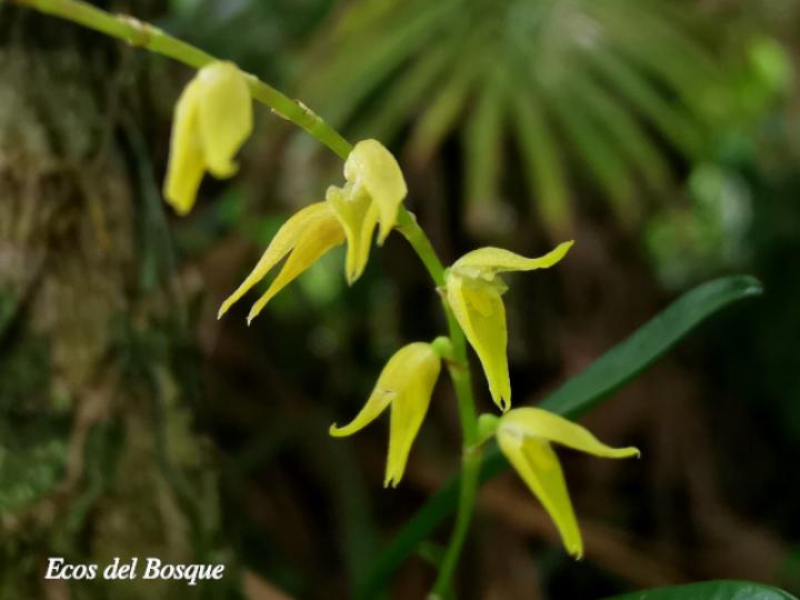 Specklinia costaricensis