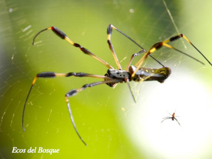 Trichonephila clavipes