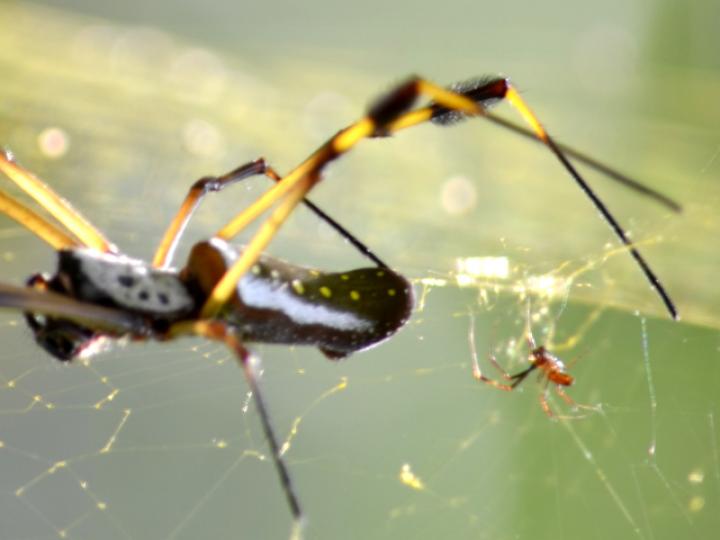 Trichonephila Clavipes | Ecos Del Bosque