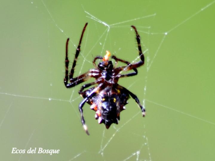 Verrucosa arenata