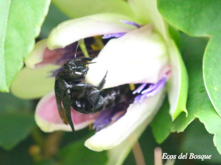 Xylocopa frontalis (Abeja carpintera)