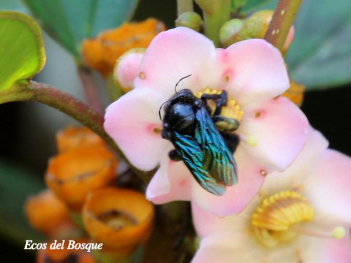 Xylocopa frontalis (Abeja carpintera)