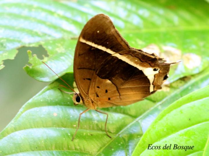 Antirrhea philoctetes lindigii