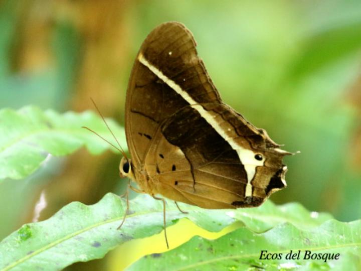 Antirrhea philoctetes lindigii