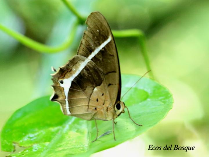 Antirrhea philoctetes lindigii