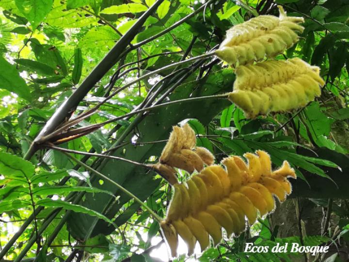 Calathea lasiostachya