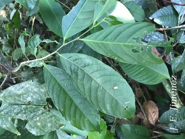 Calatola costaricensis (Azulillo)