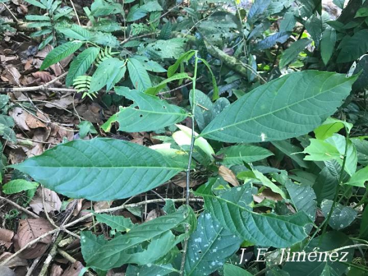 Calatola costaricensis (Azulillo)