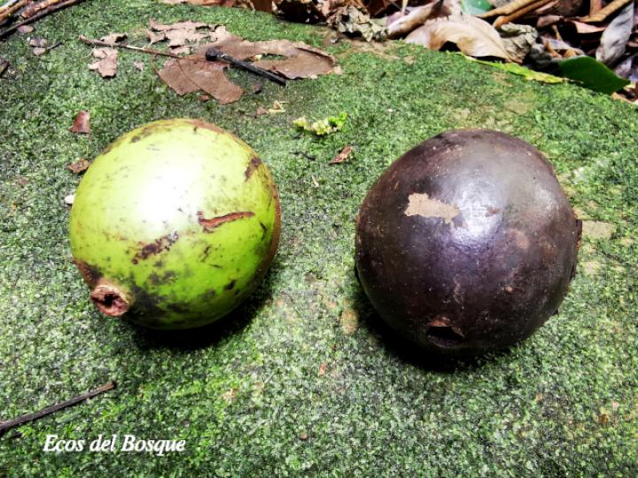 Calatola costaricensis (Azulillo, frutos)