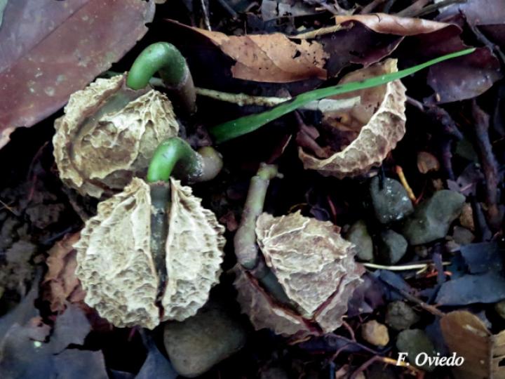 Calatola costaricensis (Azulillo)